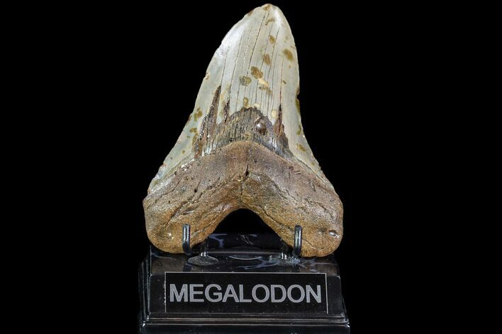 Large, Fossil Megalodon Tooth - North Carolina #108876